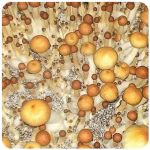 Псилоцибиновые (галлюциногенные)  грибы Psilocybin "Golden Teacher" в Брянске