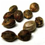 Семена марихуаны АК-47  (Seeds AK-47) в Брянске